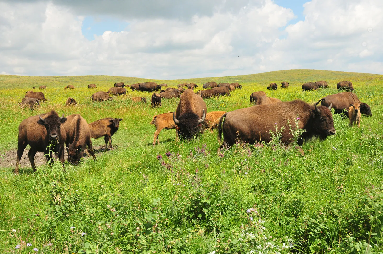 Little Bighorn battlefield landscape